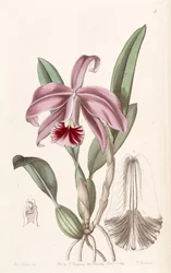 Sophronitis pumila